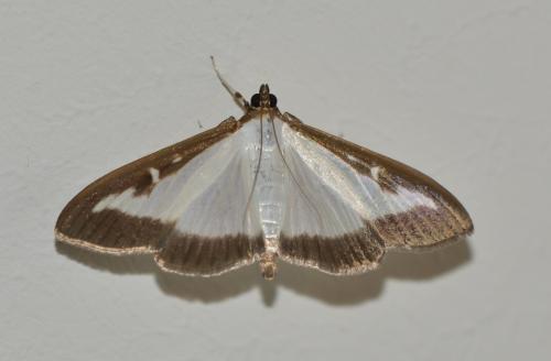 Réf. 330 600 : Cydalima perspectalis